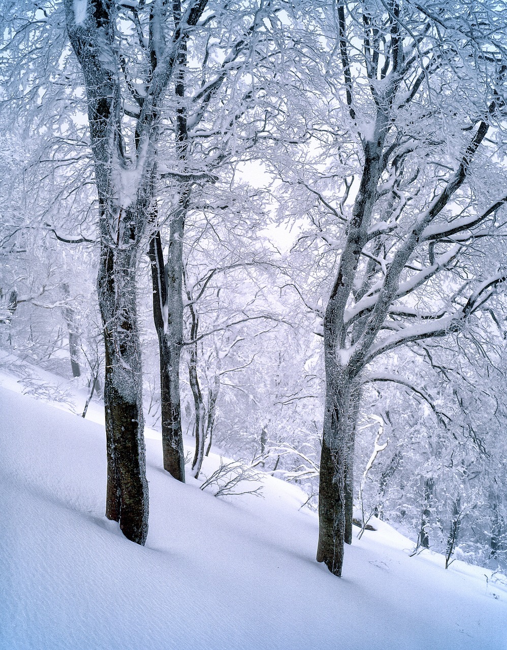 snow, beech forest, nature, frozen, shirakami-sanchi, january, world heritage region, japan