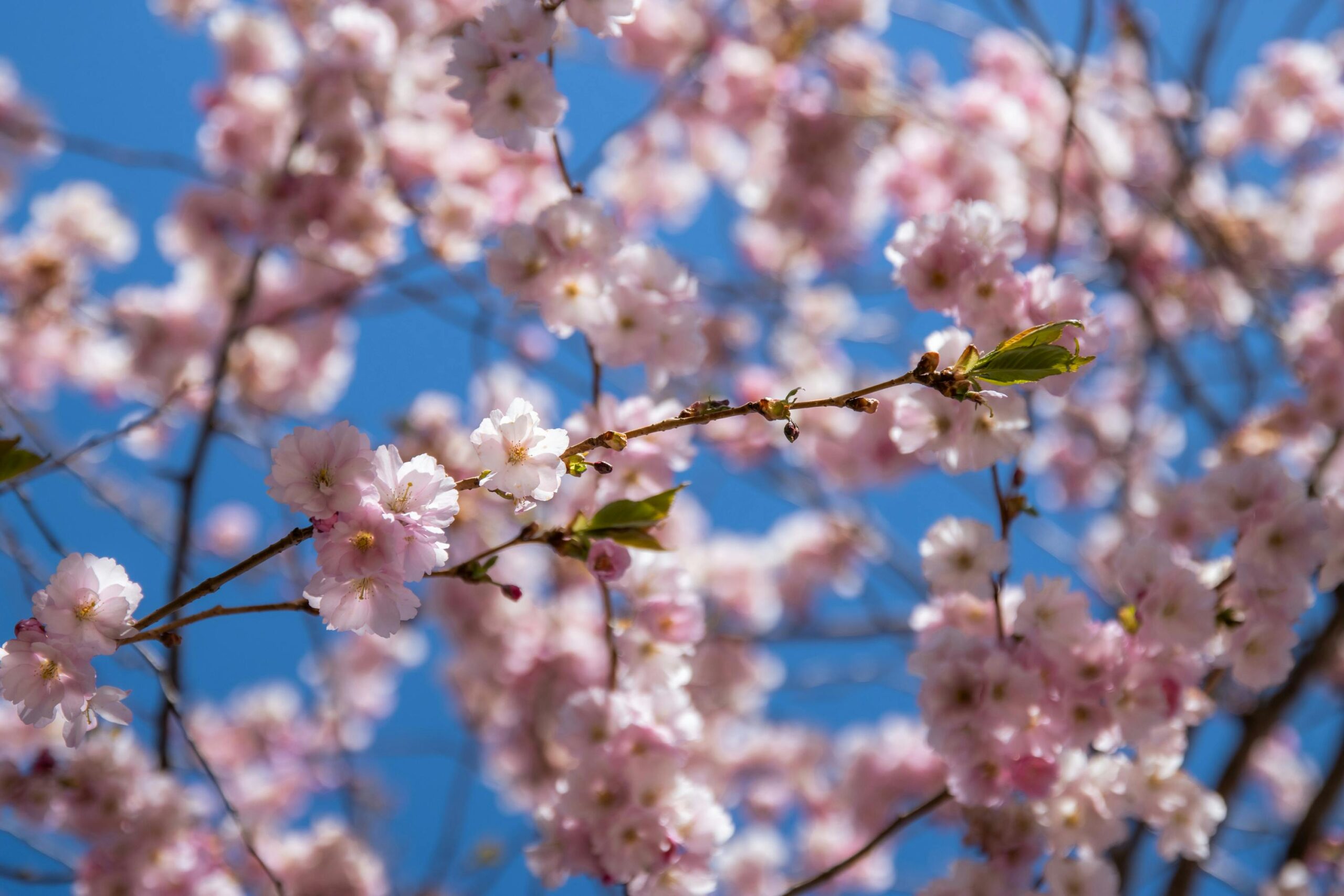 Beautiful pink cherry blossoms in full bloom against a clear blue sky in Tallinn, Estonia.